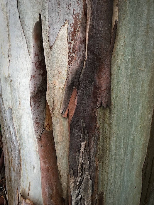 Bark #7