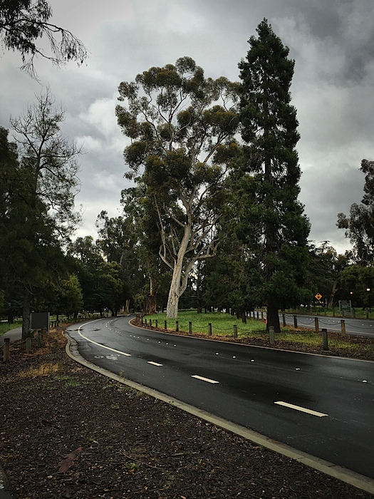 Eucalyptus on Foggy Morning