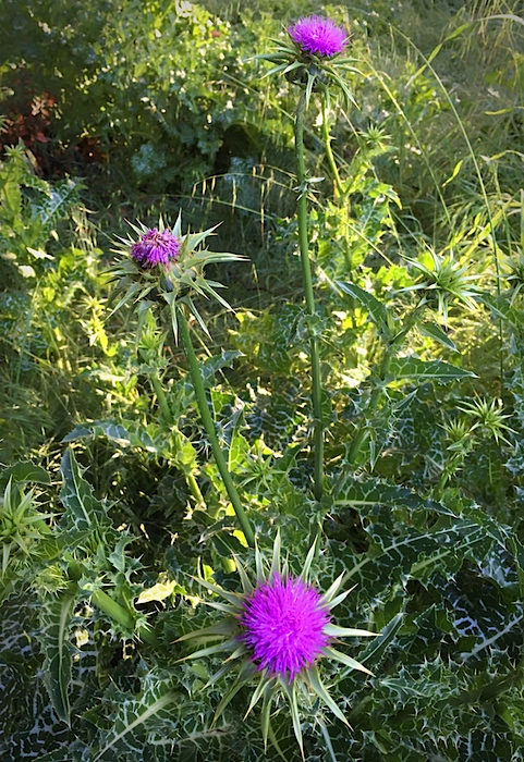 Thistles