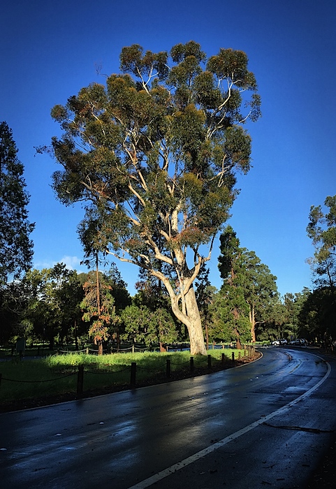 Eucalyptus, Sunny Day