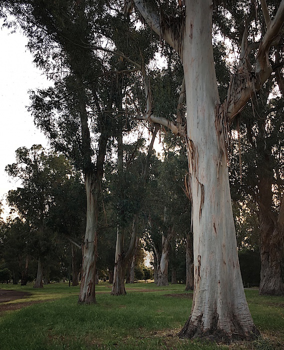 Trees at Sunrise