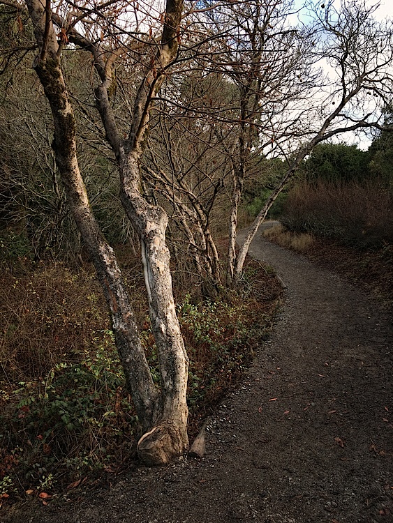 Windy Hill Open Space